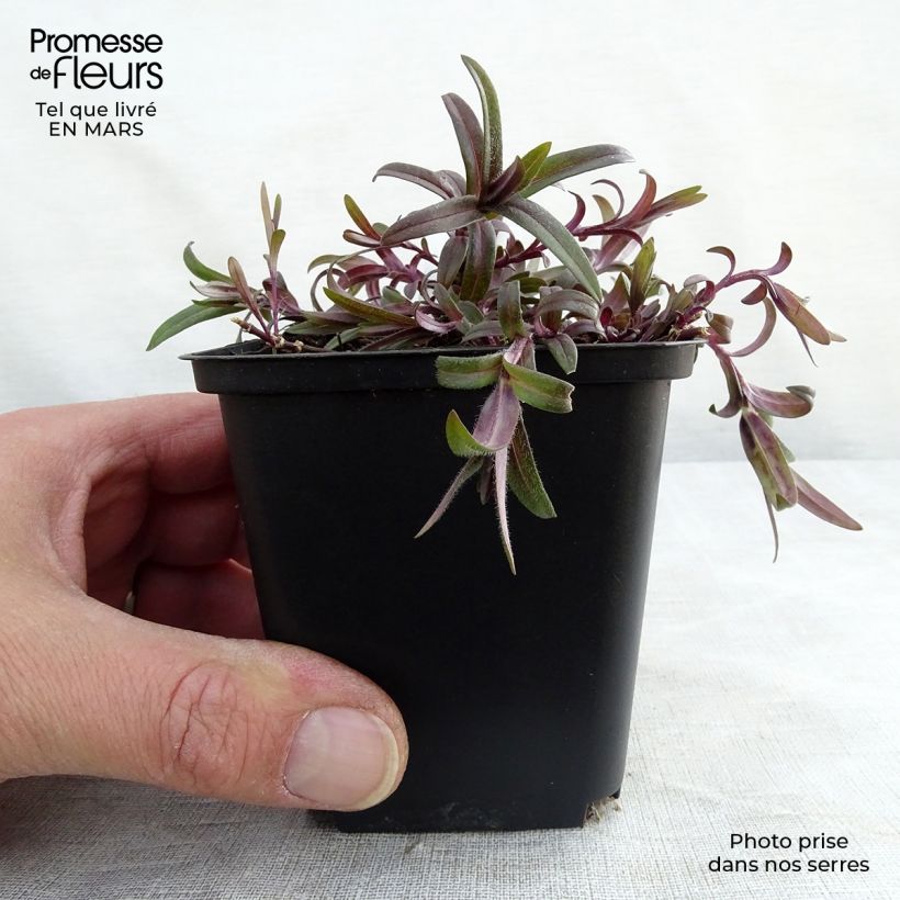 Phlox divaricata White Perfume Vasetto da 8/9 cm esemplare consegnato in inverno