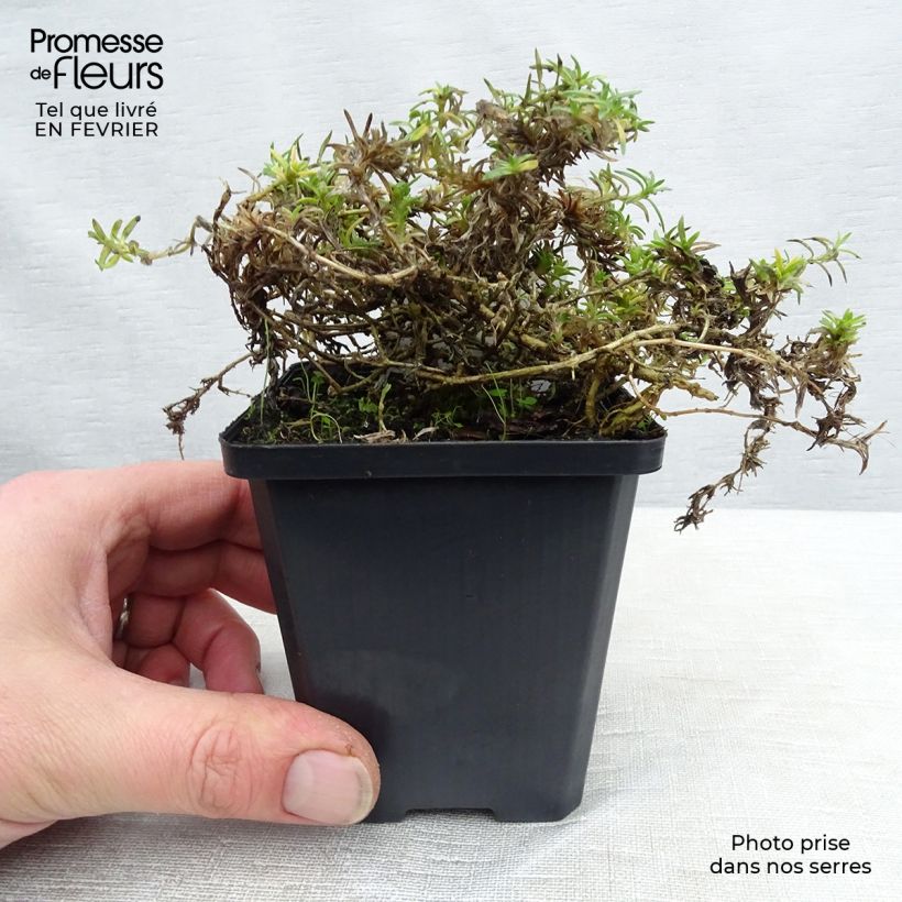 Phlox douglasii Lilac Cloud Vasetto da 8/9 cm esemplare consegnato in inverno