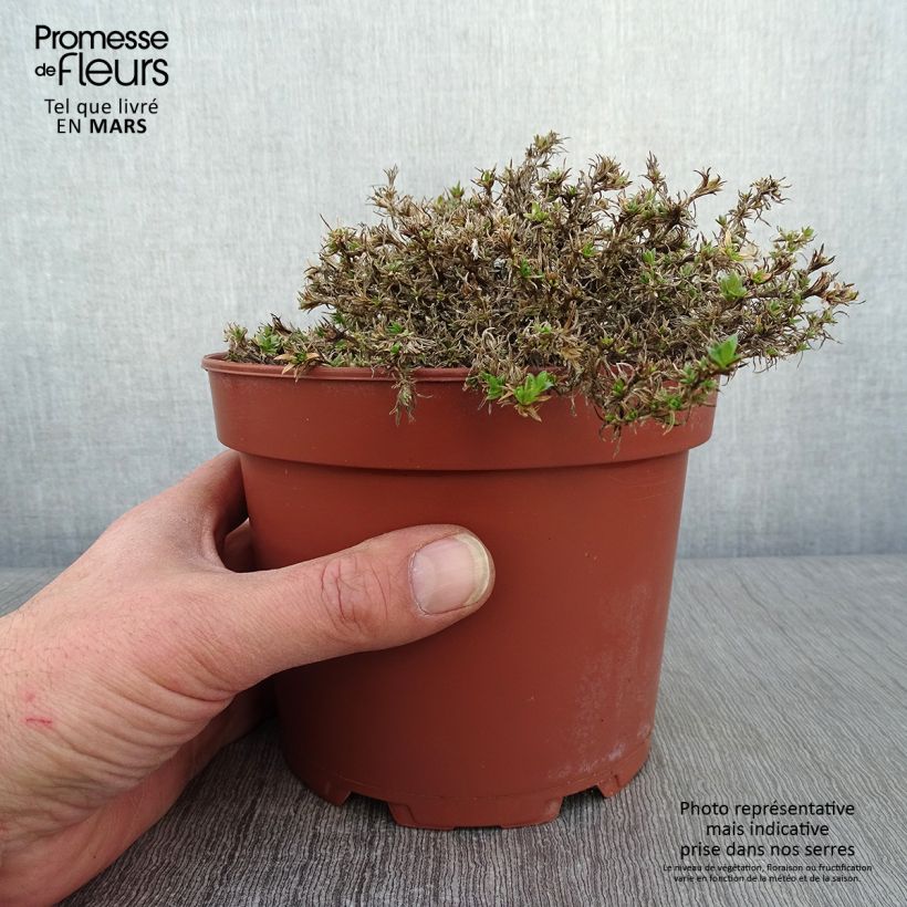 Phlox douglasii Lilac Cloud Vaso da 2L/3L esemplare consegnato in inverno