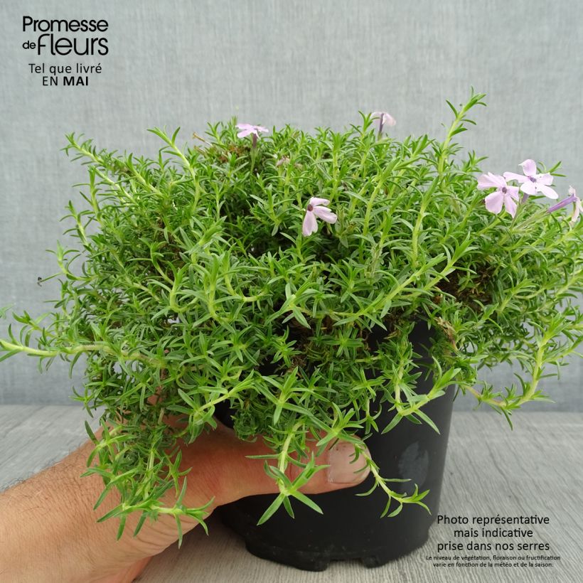 Phlox douglasii Lilac Cloud Vaso da 2L/3L esemplare consegnato in primavera
