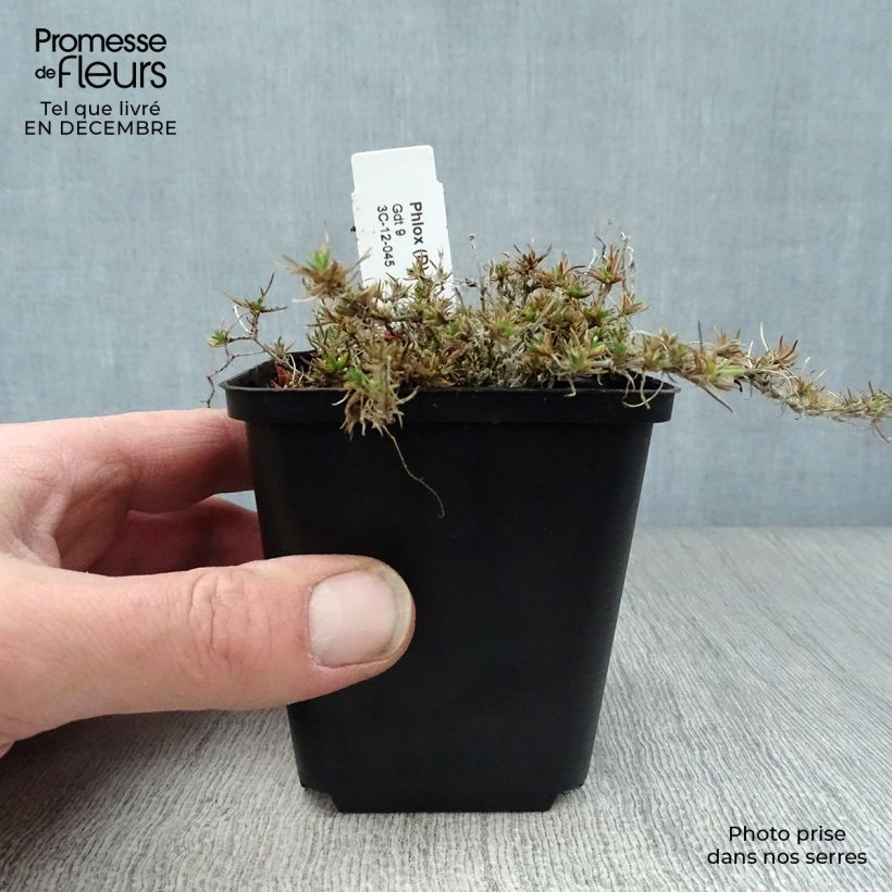 Phlox douglasii Waterloo Vasetto da 8/9 cm esemplare consegnato in inverno