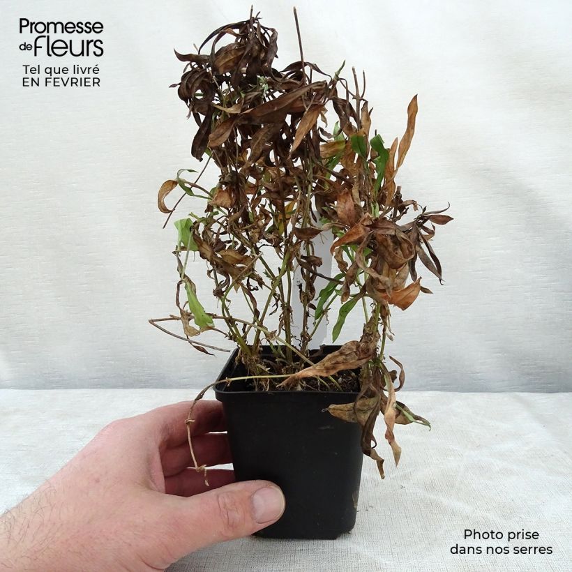 Phlox Forever Pink Vasetto da 8/9 cm esemplare consegnato in inverno