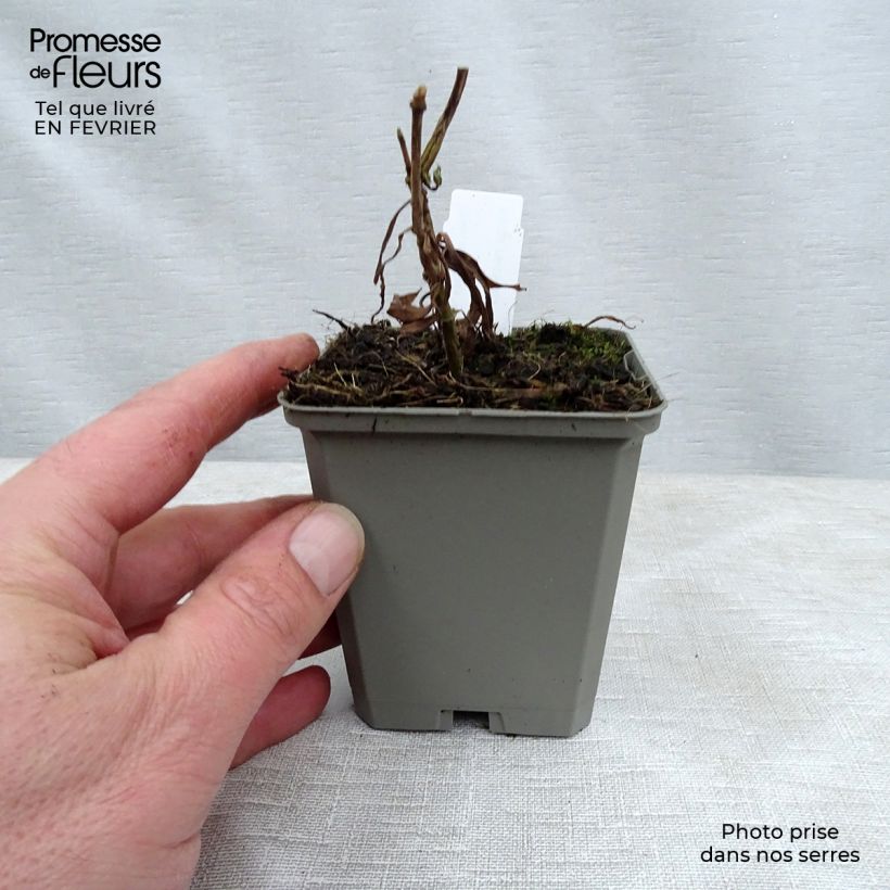 Phlox maculata Alpha Vasetto da 8/9 cm esemplare consegnato in inverno