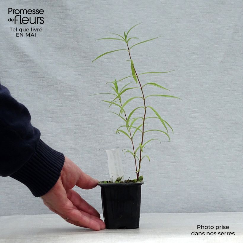 Phlox maculata Natasha Vasetto da 8/9 cm esemplare consegnato in primavera