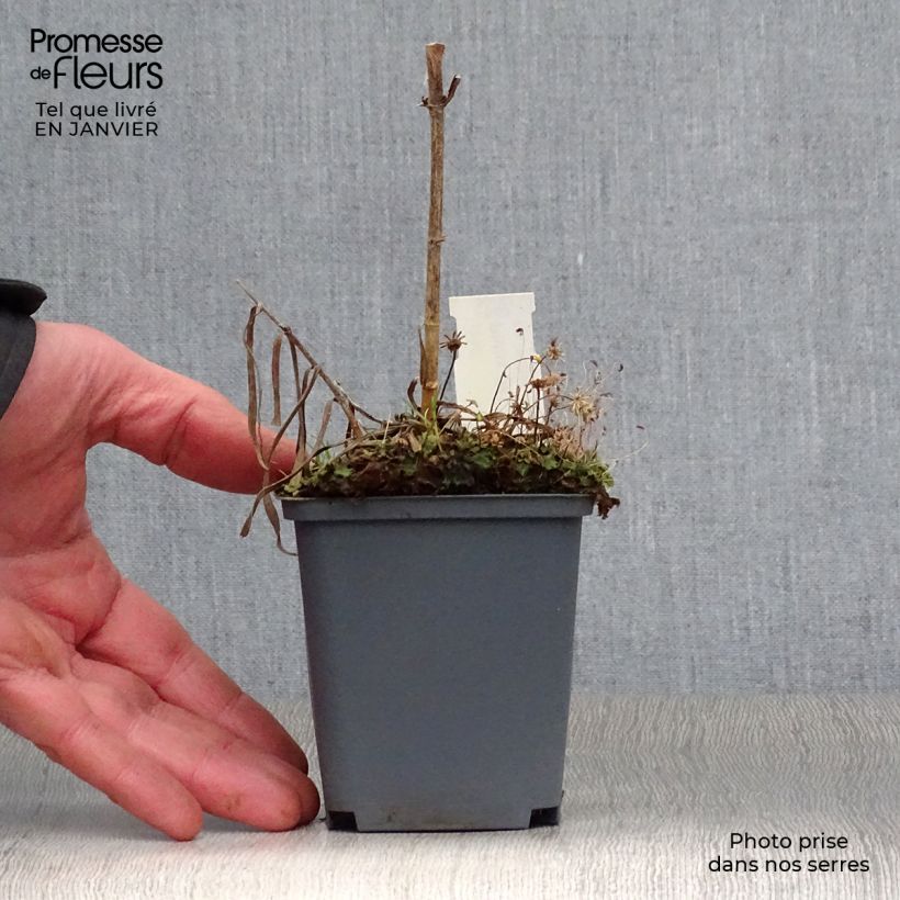Phlox maculata Natasha Vasetto da 8/9 cm esemplare consegnato in inverno