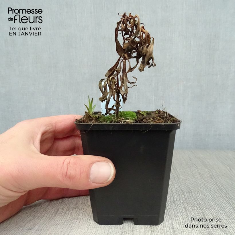 Phlox maculata Omega Vasetto da 8/9 cm esemplare consegnato in inverno