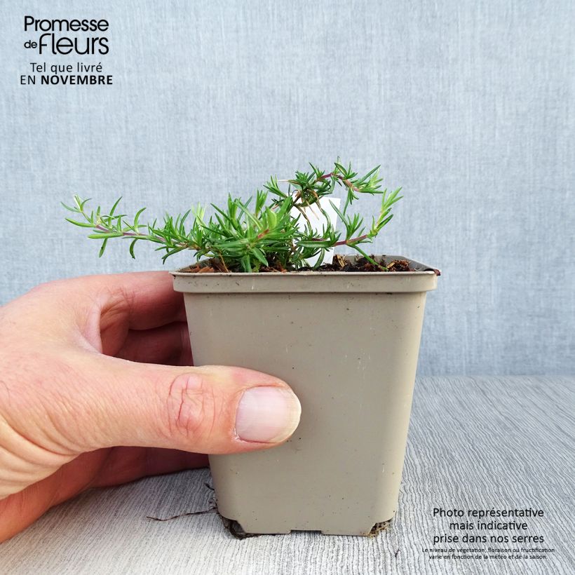Esemplare di Phlox subulata Candy Stripes - Muscio rosa Vasetto da 8/9 cm come consegnato in autunno