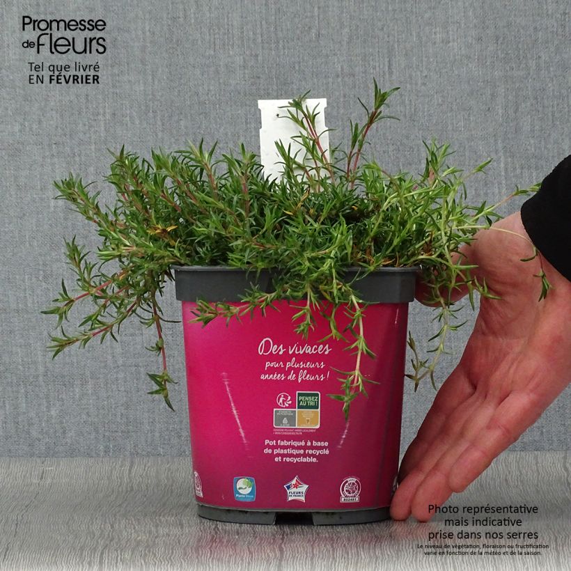 Phlox subulata Candy Stripes - Muscio rosa Vaso da 1,5L/2L esemplare consegnato in inverno