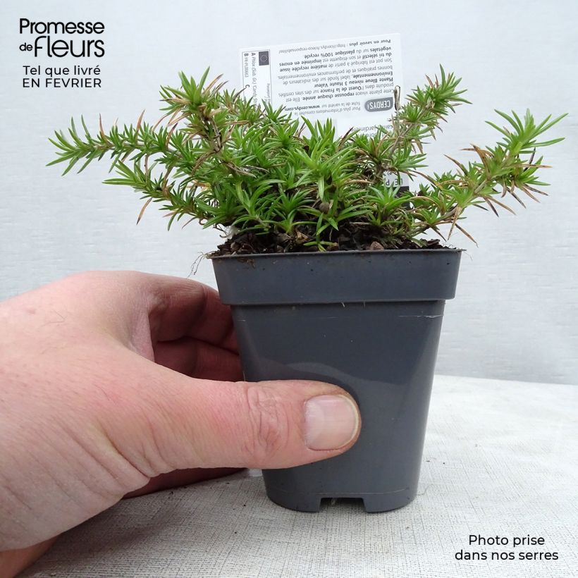 Phlox subulata Candy Stripes - Muscio rosa Vasetto da 8/9 cm esemplare consegnato in inverno