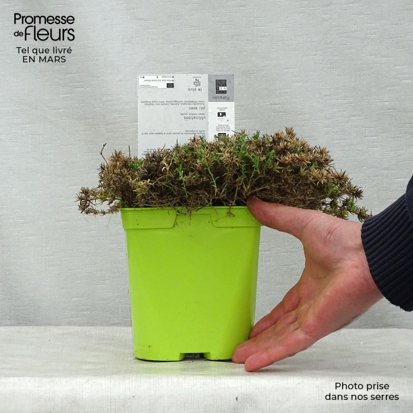 Phlox subulata Candy Stripes - Muscio rosa Vaso da 1,5L/2L esemplare consegnato in primavera