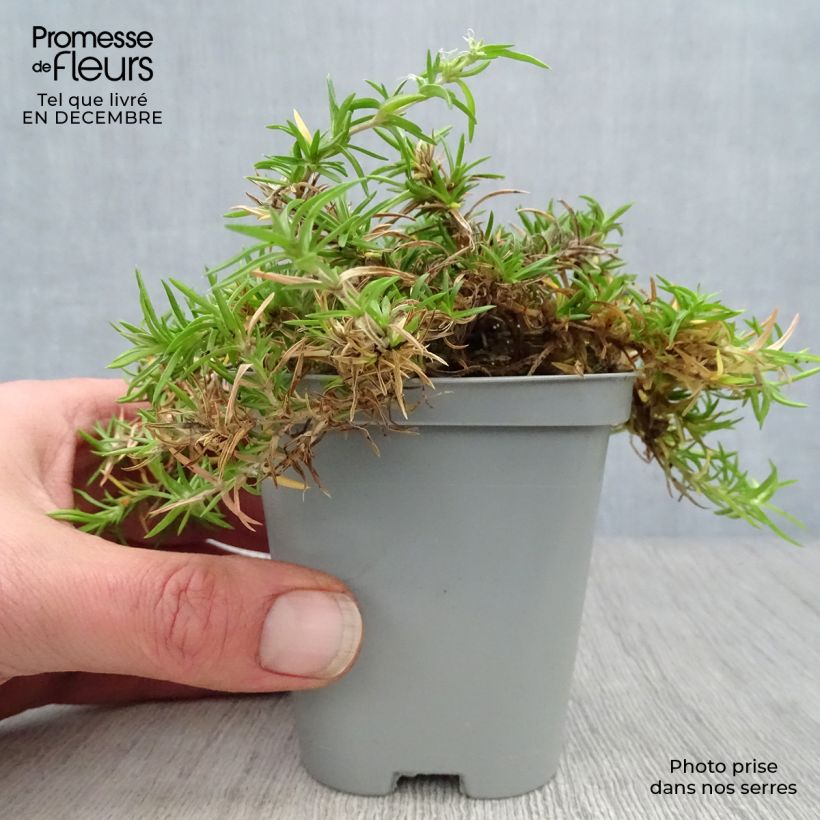 Phlox subulata Moerheimii - Muscio rosa Vasetto da 8/9 cm esemplare consegnato in inverno