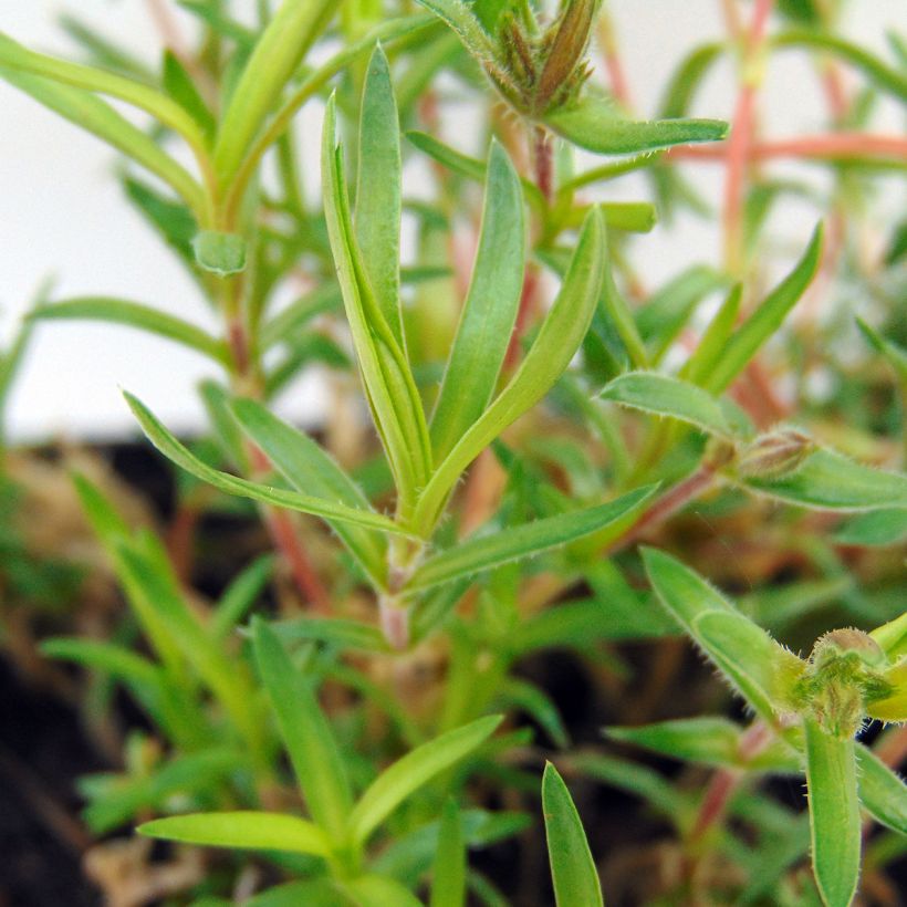 Phlox subulata Scarlet Flame - Muscio rosa (Fogliame)