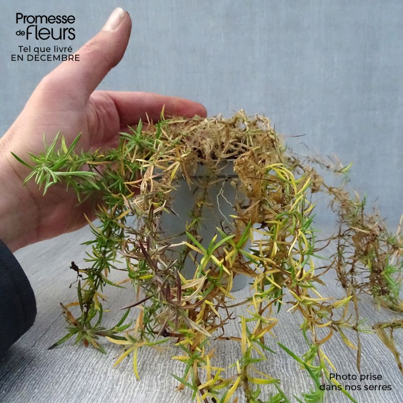 Phlox subulata Scarlet Flame - Muscio rosa Vasetto da 8/9 cm esemplare consegnato in inverno