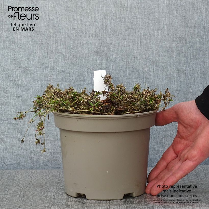 Phlox subulata Scarlet Flame - Muscio rosa Vaso da 2L/3L esemplare consegnato in inverno