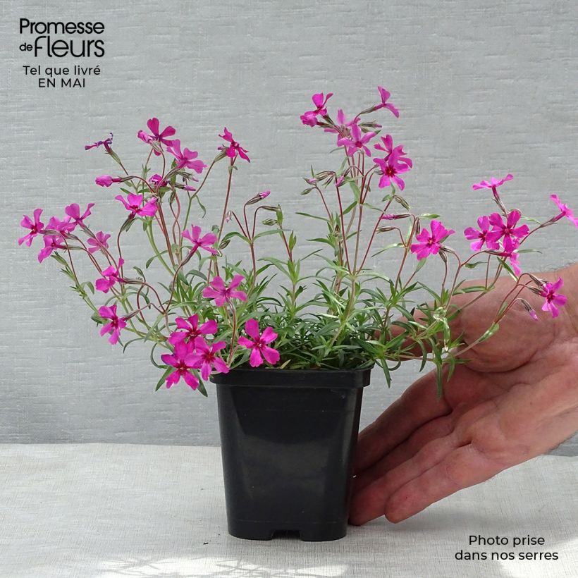 Phlox subulata Scarlet Flame - Muscio rosa Vasetto da 8/9 cm esemplare consegnato in primavera