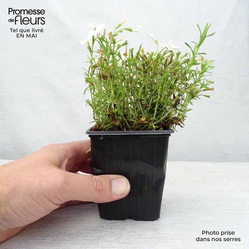 Phlox subulata White Delight - Muscio rosa Vasetto da 8/9 cm esemplare consegnato in primavera