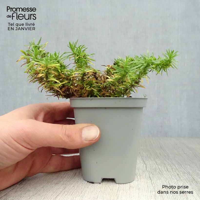 Phlox subulata White Delight - Muscio rosa Vasetto da 8/9 cm esemplare consegnato in inverno