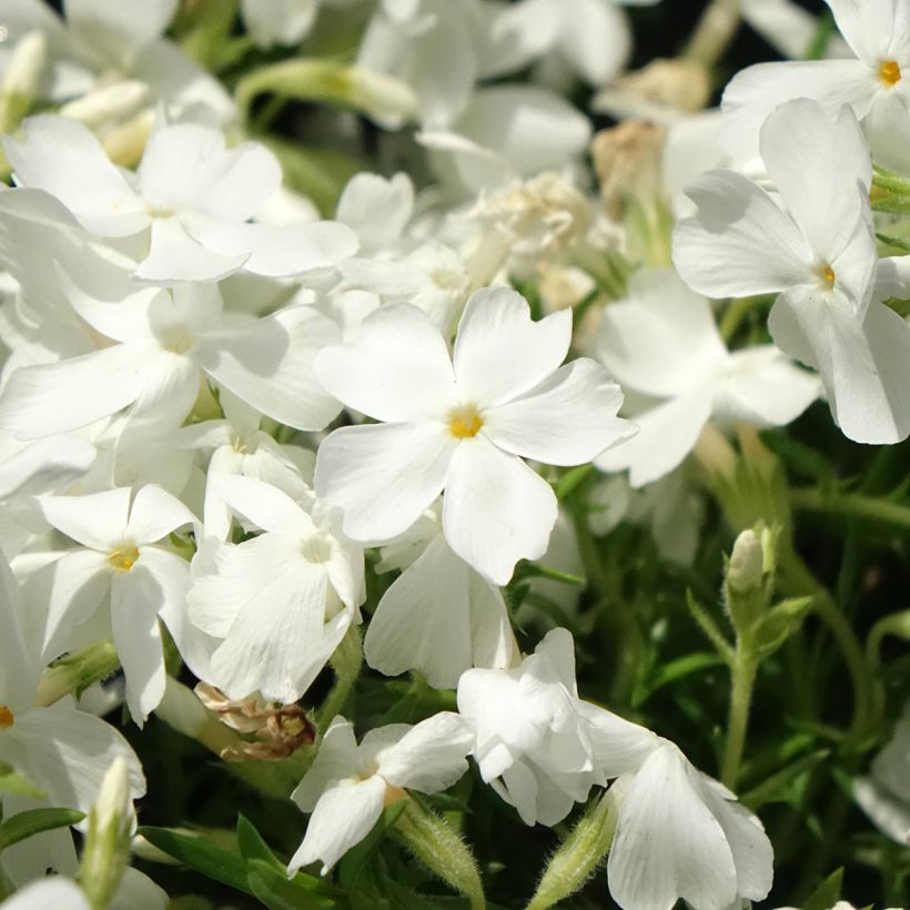Phlox subulata White Delight - Muscio rosa (Fioritura)