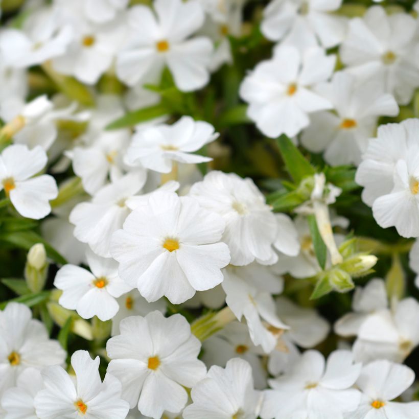 Phlox subulata White Delight - Muscio rosa (Fioritura)