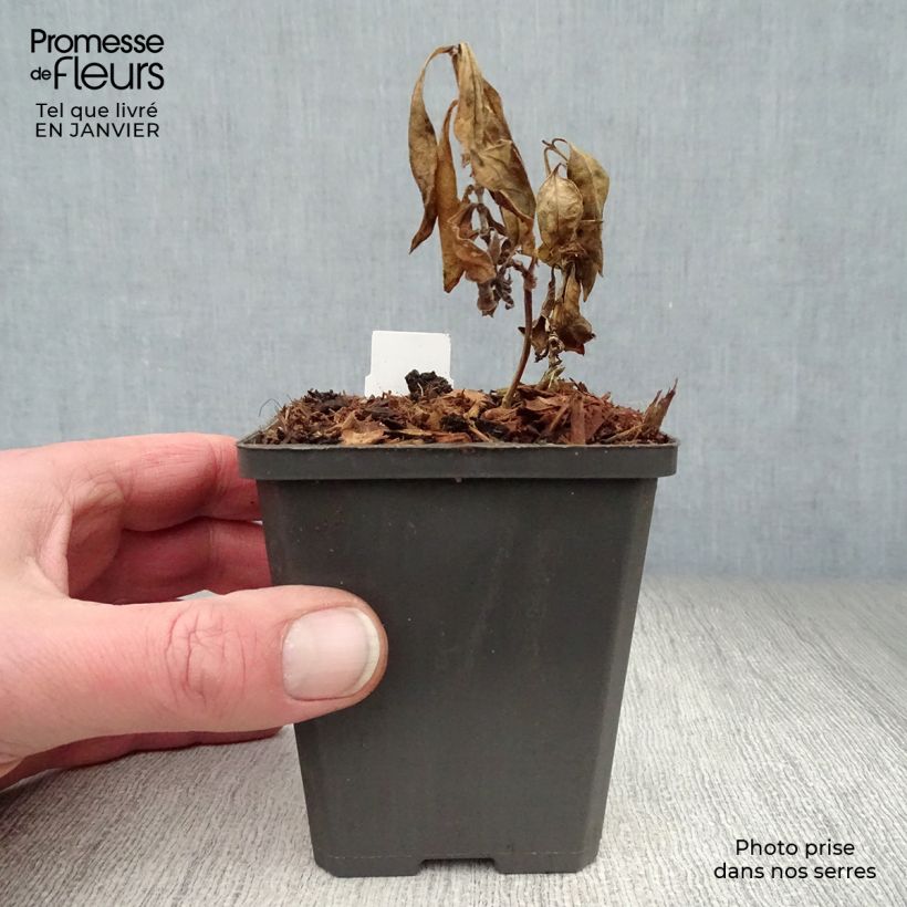 Phlox paniculata Amethyst Vasetto da 8/9 cm esemplare consegnato in inverno