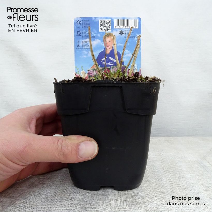 Phlox paniculata Bambini Candy Crush Vaso da Ø 10 cm/11 cm esemplare consegnato in inverno