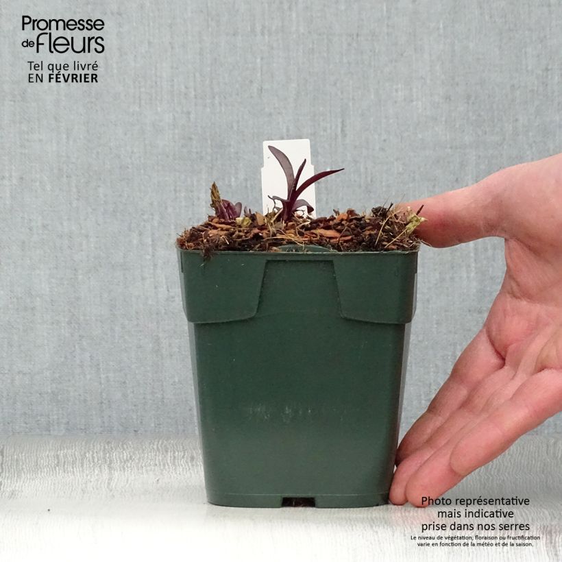 Phlox paniculata Bambini Desire Vasetto da 8/9 cm esemplare consegnato in inverno