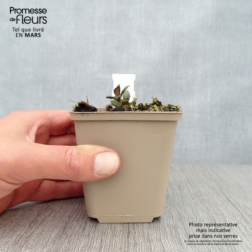 Phlox paniculata Blind Lion Vasetto da 8/9 cm esemplare consegnato in primavera