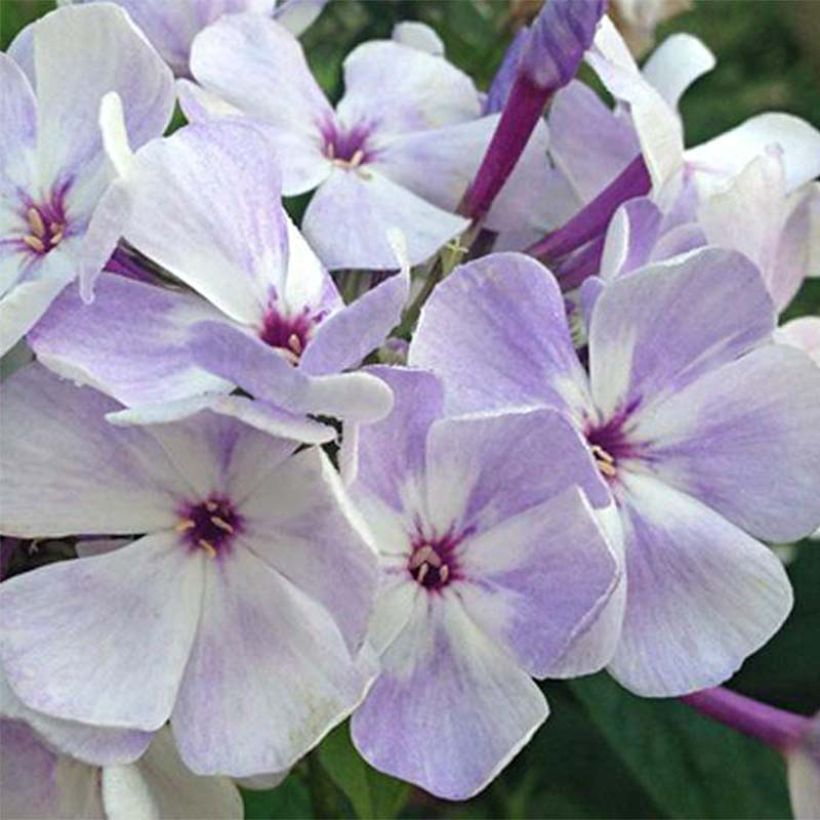 Phlox paniculata Blue Flame (Fioritura)