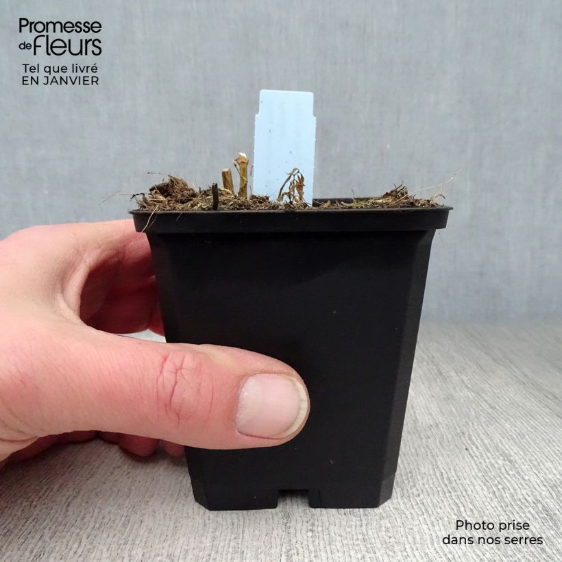 Phlox paniculata Blue Paradise Vasetto da 8/9 cm esemplare consegnato in inverno