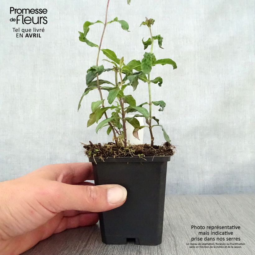 Phlox paniculata Blue Paradise Vasetto da 8/9 cm esemplare consegnato in primavera