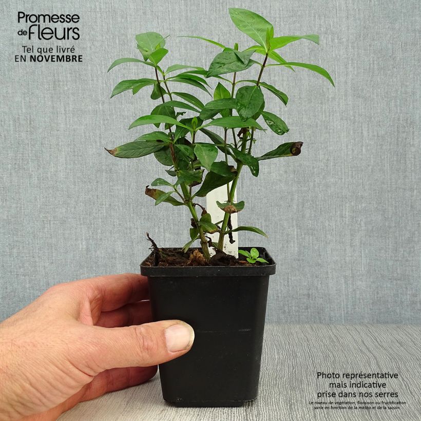 Esemplare di Phlox paniculata Bright Eyes Vasetto da 8/9 cm come consegnato in autunno