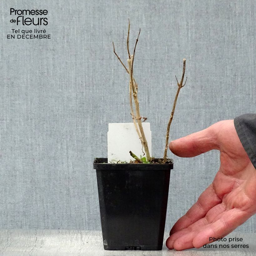 Phlox paniculata Bright Eyes Vasetto da 8/9 cm esemplare consegnato in inverno