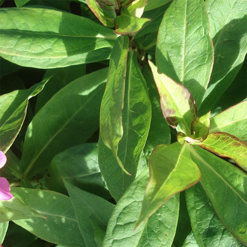 Phlox paniculata Coral Flame (Fogliame)