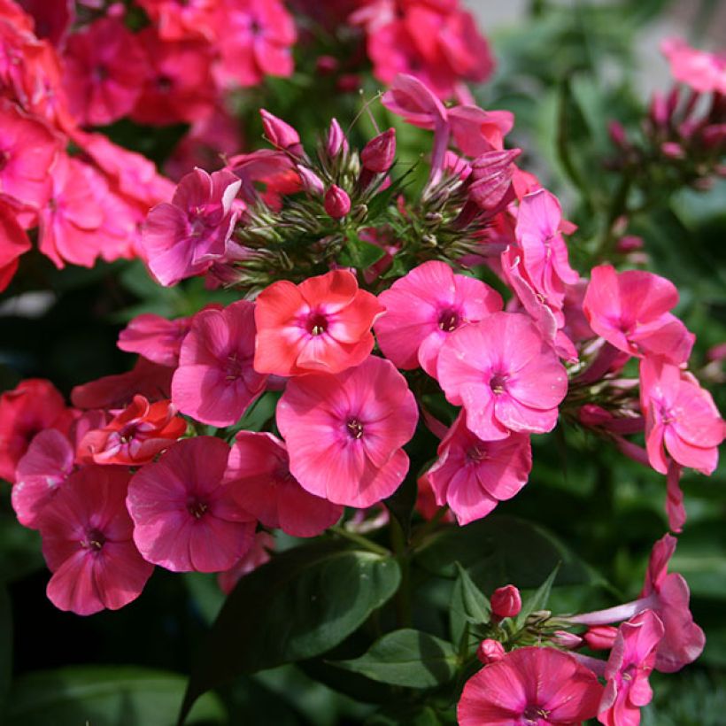 Phlox paniculata Coral Flame (Fioritura)