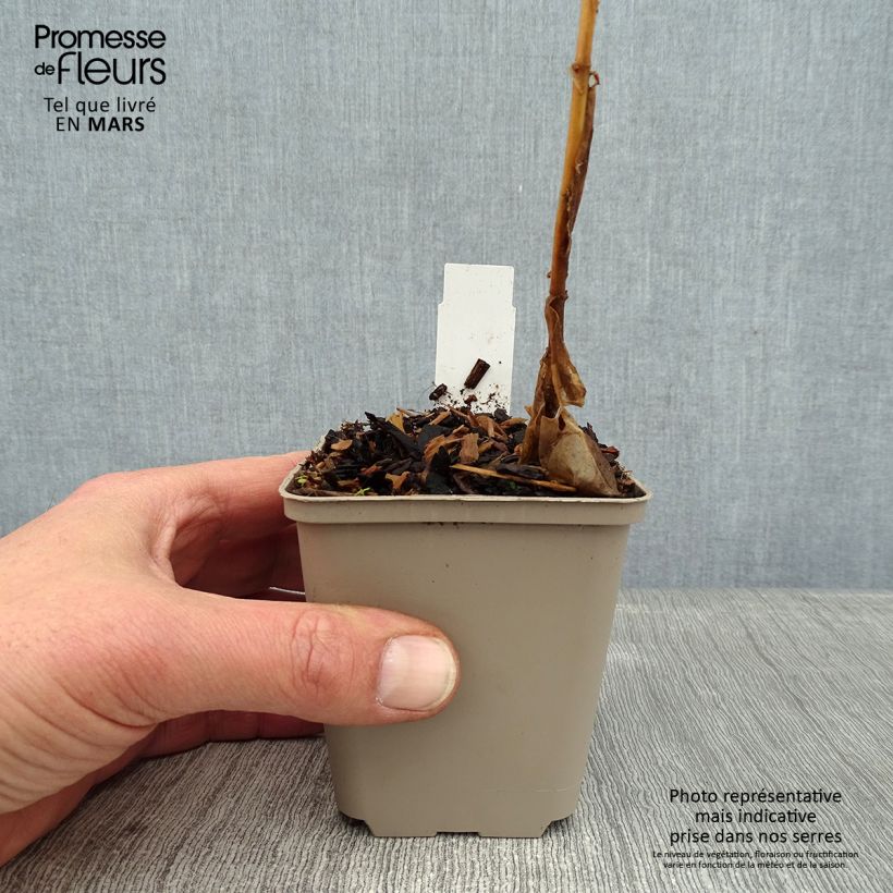 Phlox paniculata Coral Flame Vasetto da 8/9 cm esemplare consegnato in inverno