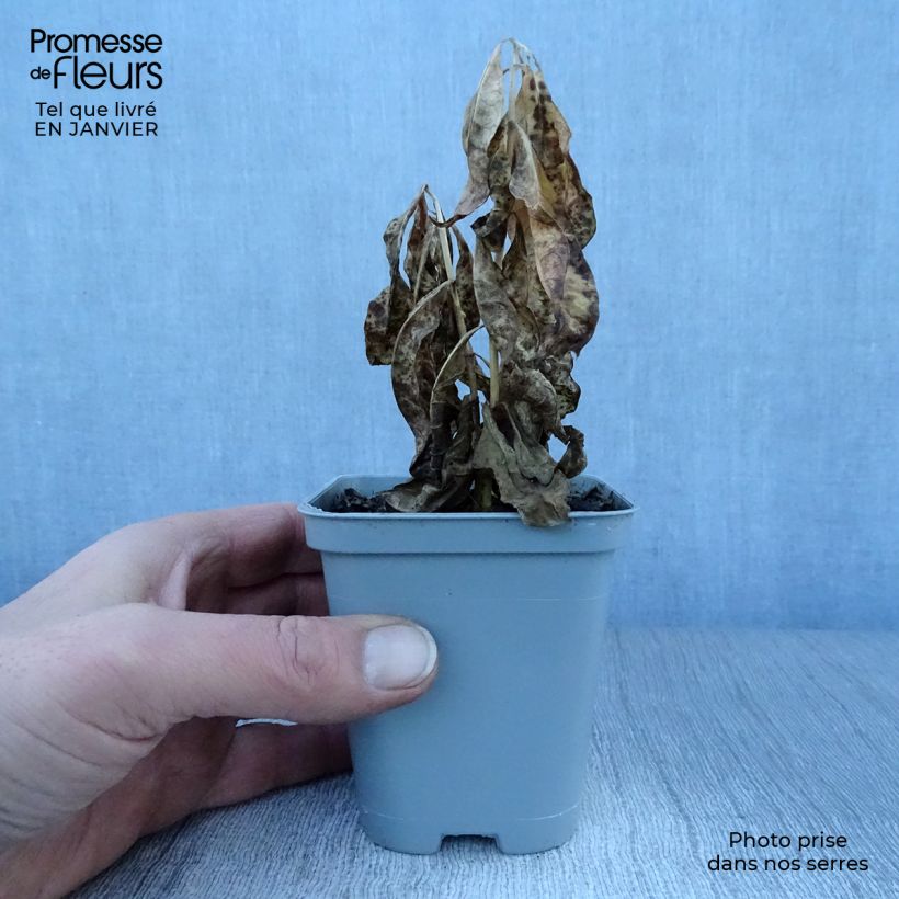 Phlox paniculata David Vasetto da 8/9 cm esemplare consegnato in inverno