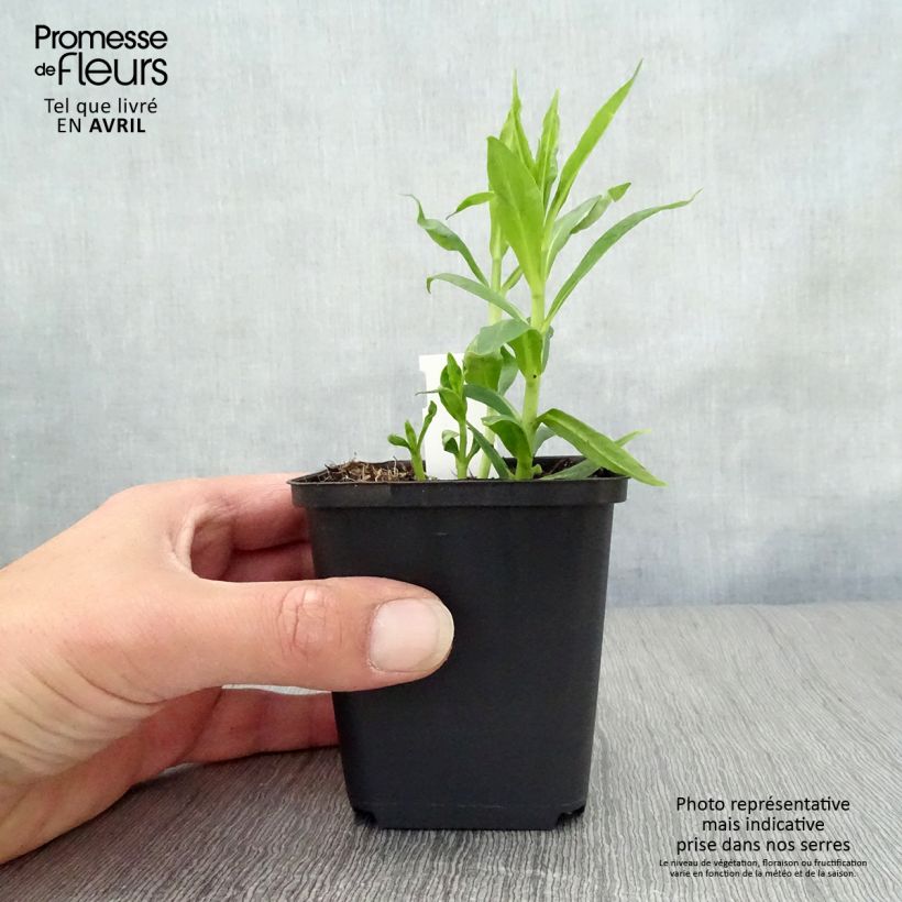 Phlox paniculata David Vasetto da 8/9 cm esemplare consegnato in primavera