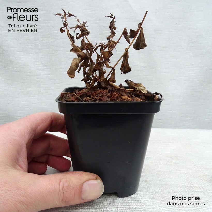 Phlox paniculata Europa Vasetto da 8/9 cm esemplare consegnato in inverno