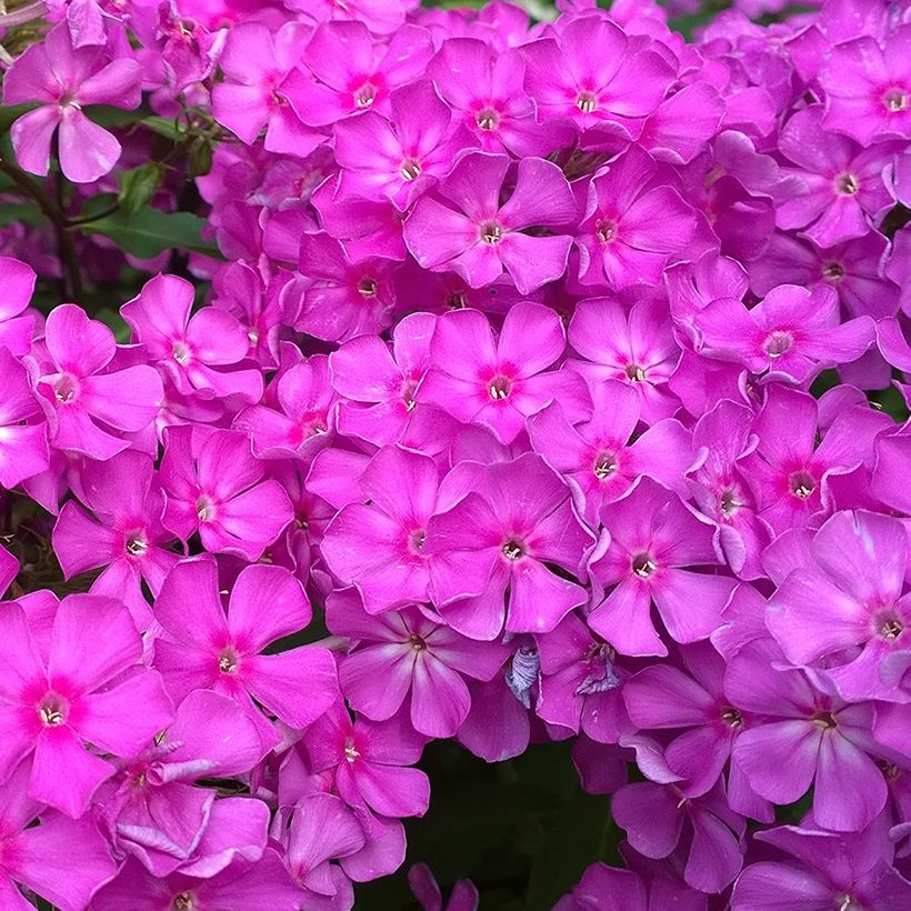 Phlox paniculata Famous Purple (Fioritura)