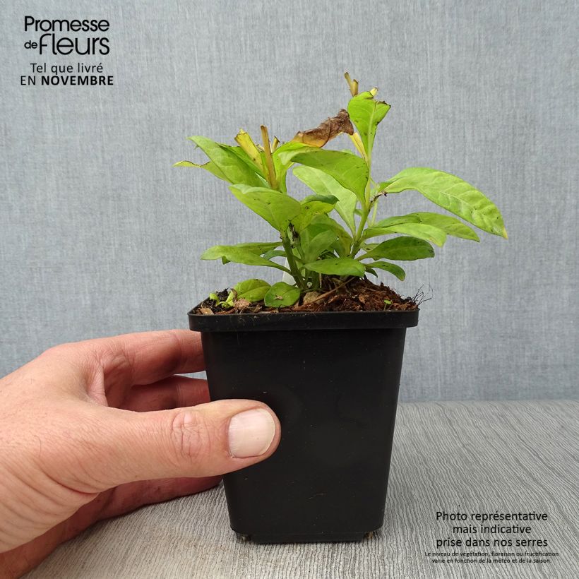 Esemplare di Phlox paniculata Fujiyama Vasetto da 8/9 cm come consegnato in autunno