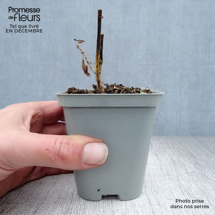 Phlox paniculata Fujiyama Vasetto da 8/9 cm esemplare consegnato in inverno