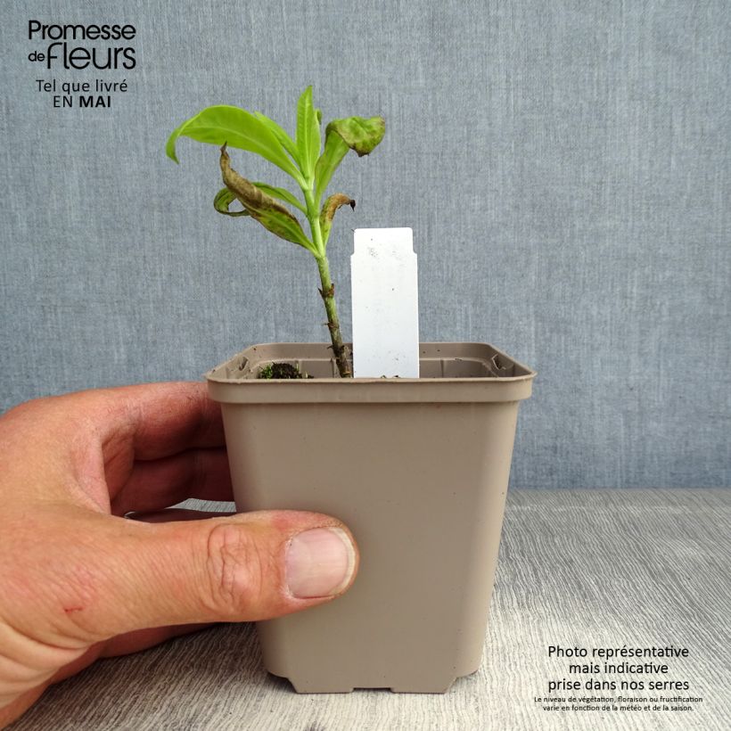 Phlox paniculata Goldmine Vasetto da 8/9 cm esemplare consegnato in primavera