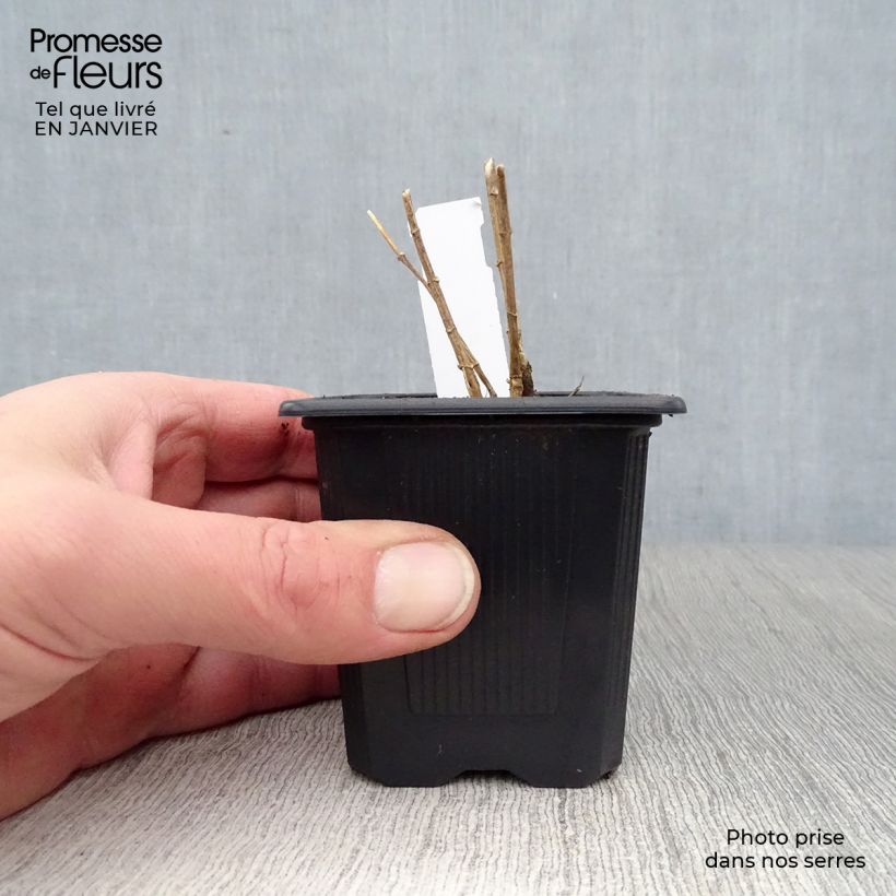 Phlox paniculata Graf Zeppelin Vasetto da 8/9 cm esemplare consegnato in inverno