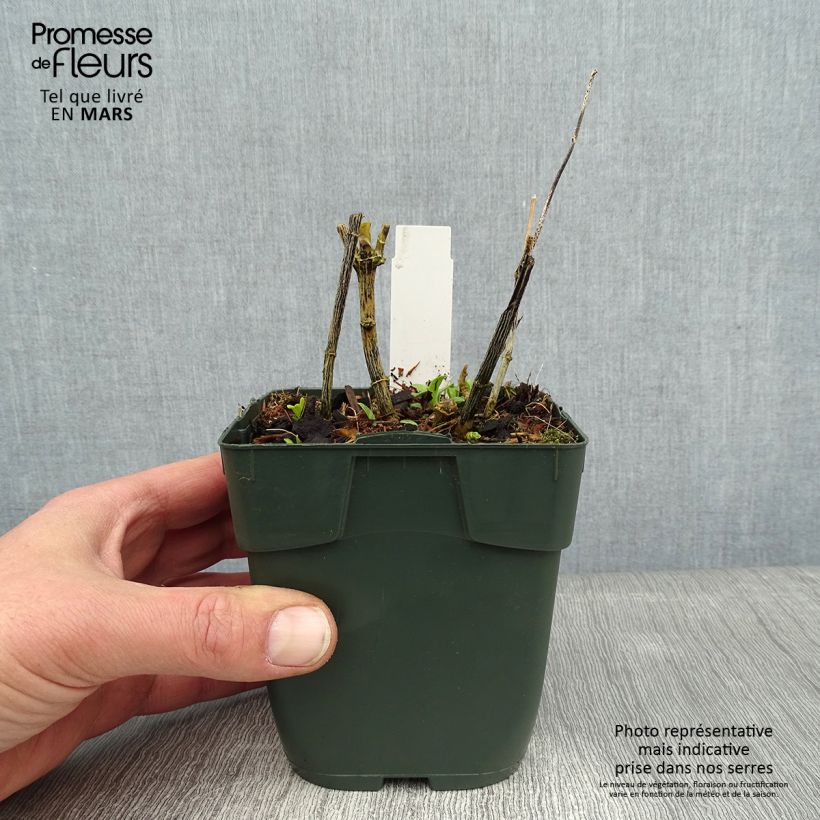 Phlox paniculata Jade Vasetto da 8/9 cm esemplare consegnato in inverno