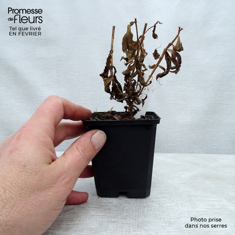 Phlox paniculata Jeana Vasetto da 8/9 cm esemplare consegnato in inverno