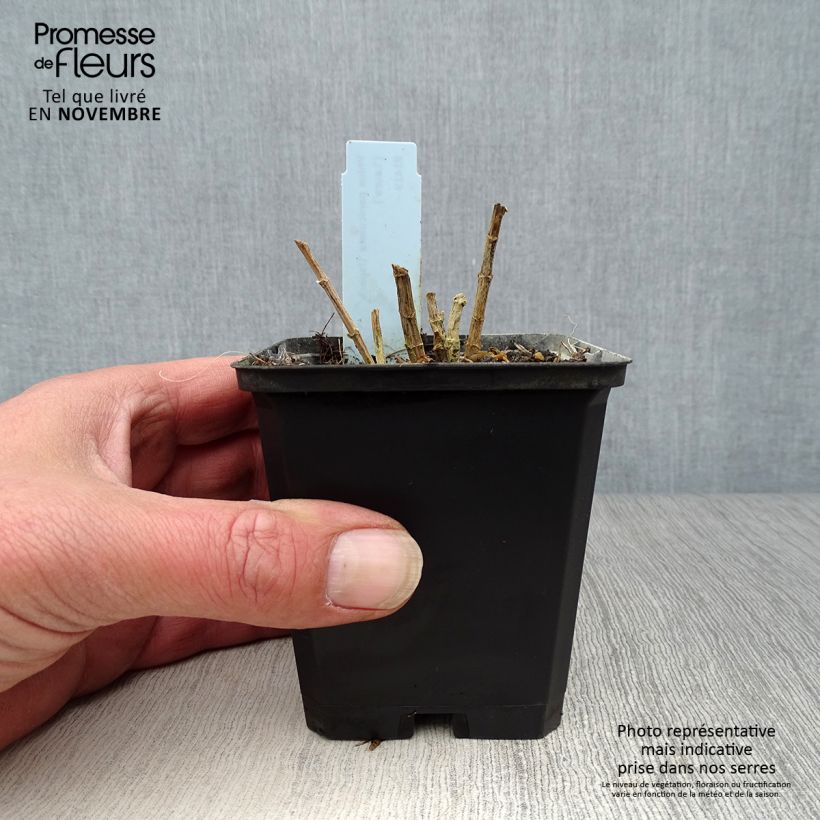 Esemplare di Phlox paniculata Laura Vasetto da 8/9 cm come consegnato in autunno