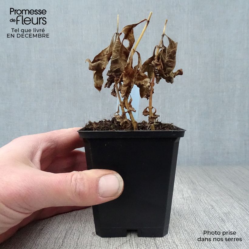 Phlox paniculata Laura Vasetto da 8/9 cm esemplare consegnato in inverno