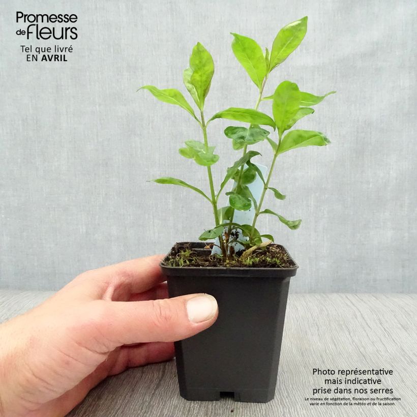 Phlox paniculata Laura Vasetto da 8/9 cm esemplare consegnato in primavera