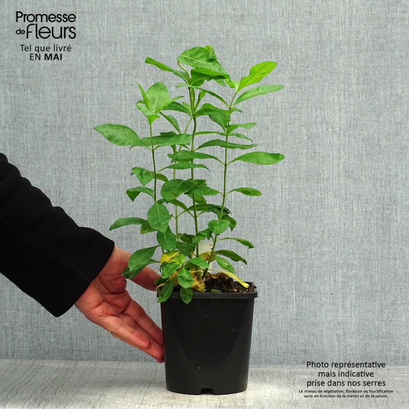 Phlox paniculata Laura Vaso da 1,5L/2L esemplare consegnato in primavera