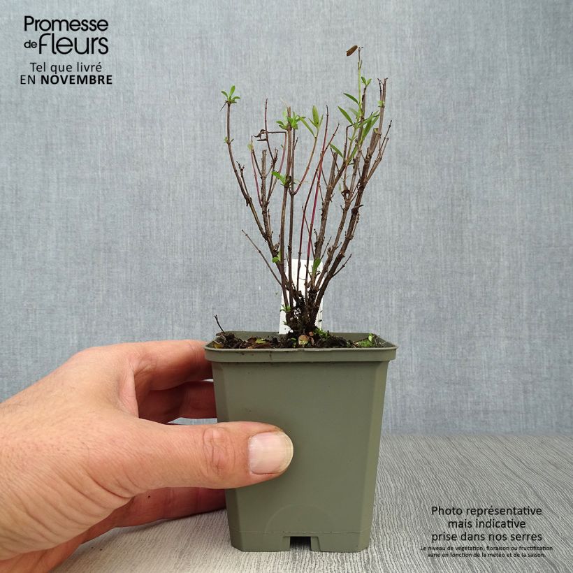 Esemplare di Phlox paniculata Monica Lynden Bell Vasetto da 8/9 cm come consegnato in autunno